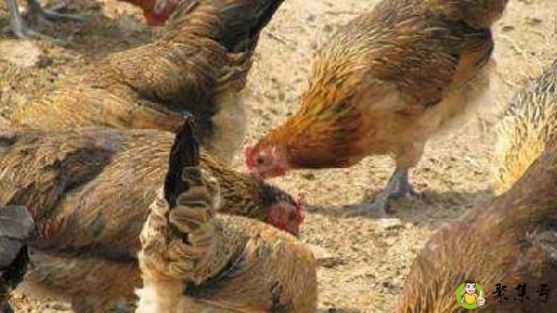 详细阅读:鸡美丽是啥意思 鸡美丽是啥意思