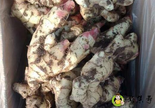 详细阅读:红姜和黄姜的区别 红姜和黄姜的区别