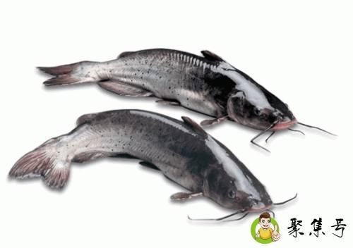 详细阅读:鱼翻白肚撒盐的道理 鱼翻白肚撒盐的道理