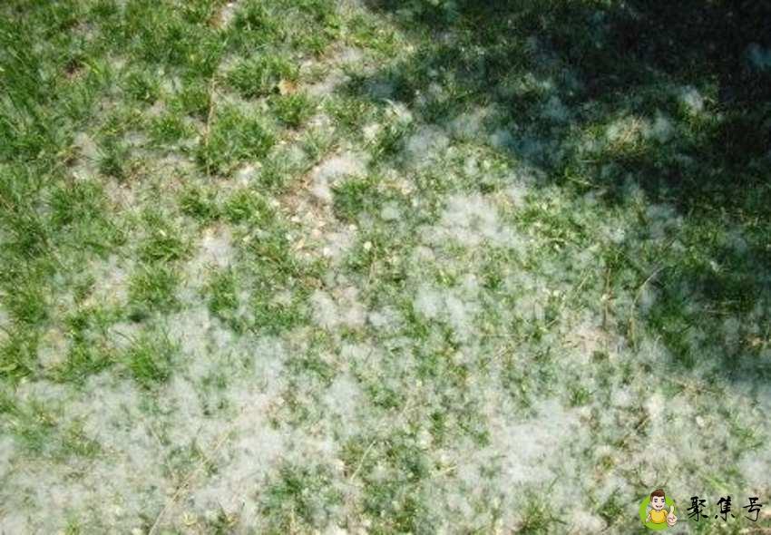 详细阅读:柳絮和杨花的区别 柳絮和杨花的区别