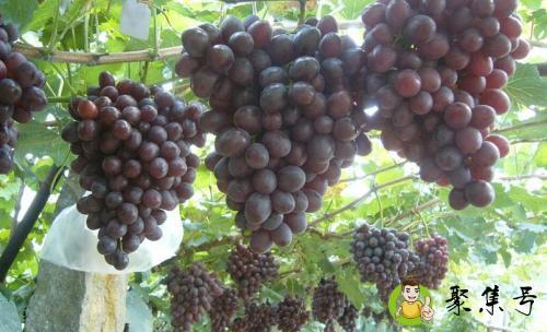 详细阅读:巨玫瑰和玫瑰香的区别 巨玫瑰和玫瑰香的区别