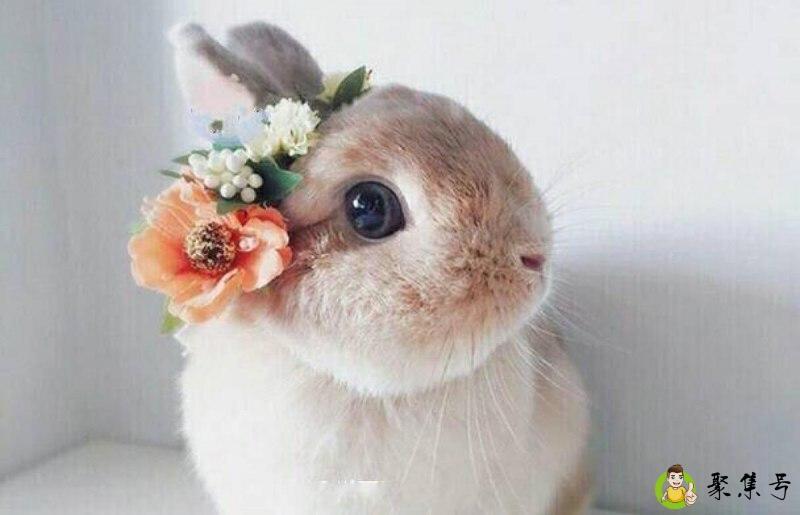 龙争虎门谜底是什么生肖