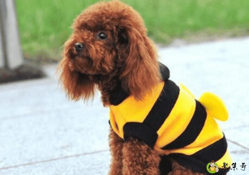 我给狗狗做衣服