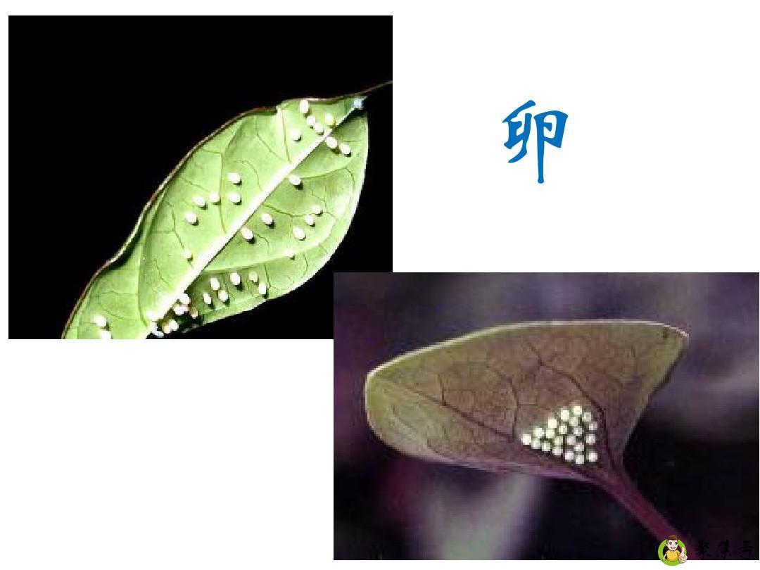 毛毛虫变蝴蝶的过程是什么样的