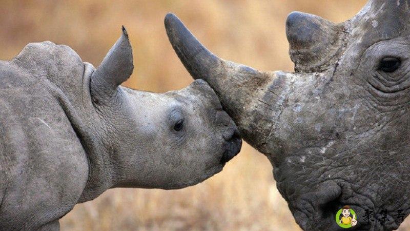 哺乳动物三大特征