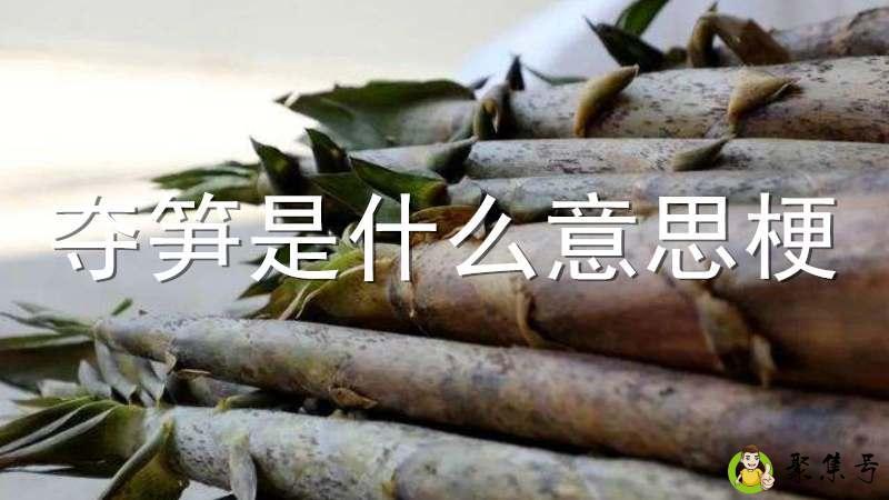 夺笋是什么意思梗