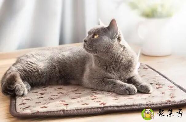 猫咪电热毯开多少档合适