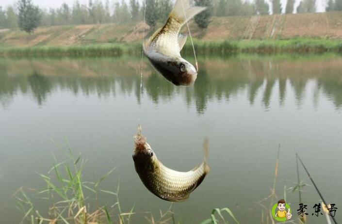 详细阅读:赤袖和金袖鱼钩什么区别 赤袖和金袖鱼钩什么区别