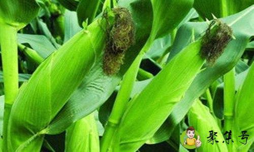 详细阅读:紫玉米和普通玉米的区别 紫玉米和普通玉米的区别