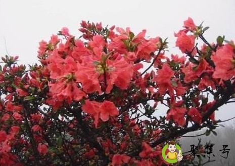 详细阅读:映山红花语 映山红花语