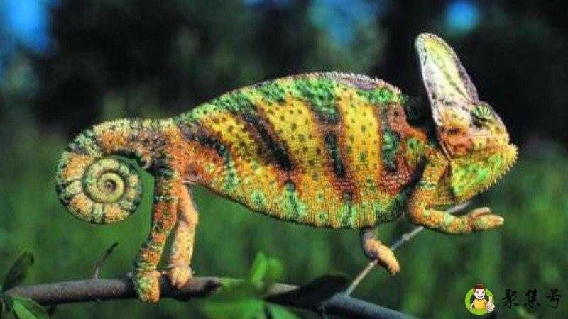 详细阅读:高冠变色龙晒中午太阳好吗 高冠变色龙晒中午太阳好吗