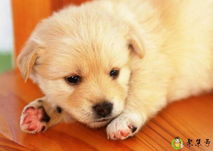 详细阅读:欲钱买汪汪大叫的动物 欲钱买汪汪大叫的动物