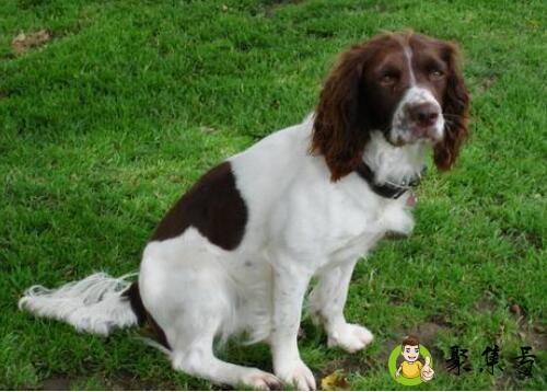 详细阅读:史宾格幼犬的饲养方法及训练方法 史宾格幼犬的饲养方法及训练方法