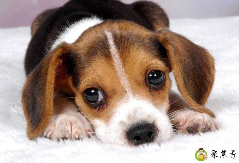 详细阅读:狗吃狗粮好吗 狗吃狗粮好吗