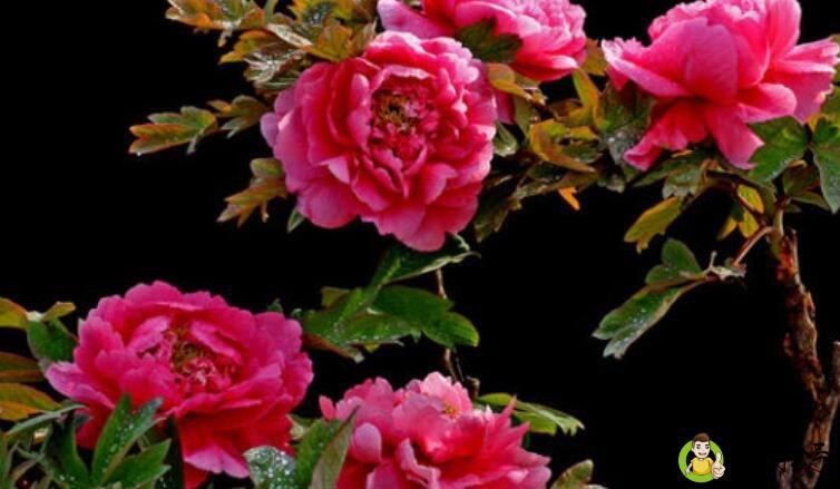 详细阅读:牡丹花花语 牡丹花花语