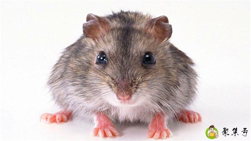 详细阅读:老鼠尿怎么才能洗干净 老鼠尿怎么才能洗干净