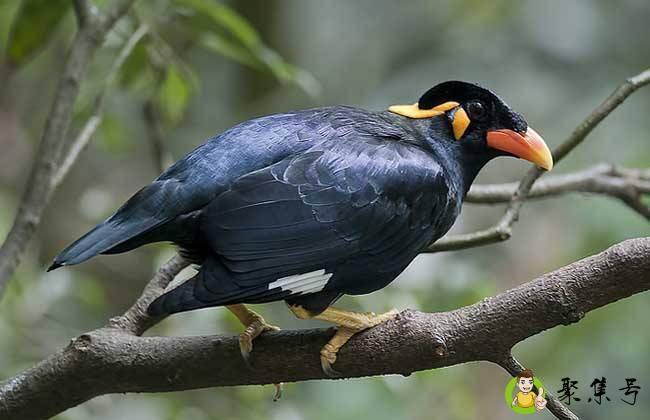 详细阅读:鹩哥怕什么 鹩哥怕什么