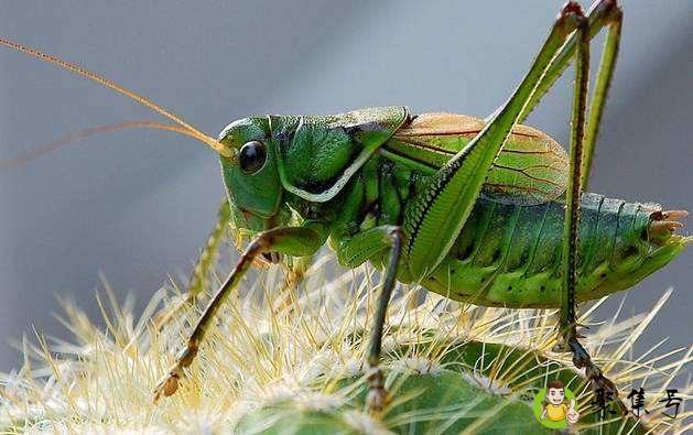 详细阅读:养蝈蝈的注意事项 养蝈蝈的注意事项