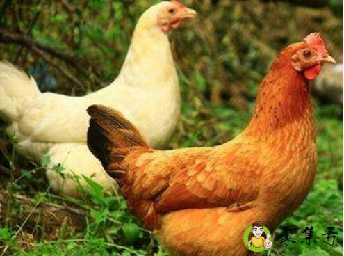 详细阅读:鸡身上的部位 鸡身上的部位