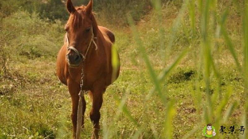 详细阅读:身经百战今又还是什么生肖 身经百战今又还是什么生肖