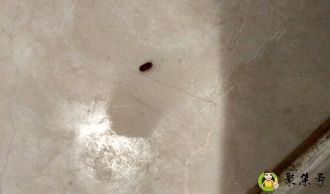 详细阅读:厕所飞虫的根治小妙招 厕所飞虫的根治小妙招