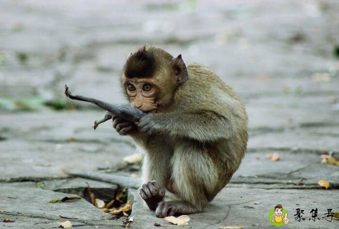 详细阅读:跳梁小丑比喻什么动物 跳梁小丑比喻什么动物