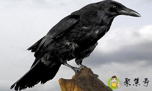 详细阅读:黑乌鸦代表什么意思 黑乌鸦代表什么意思