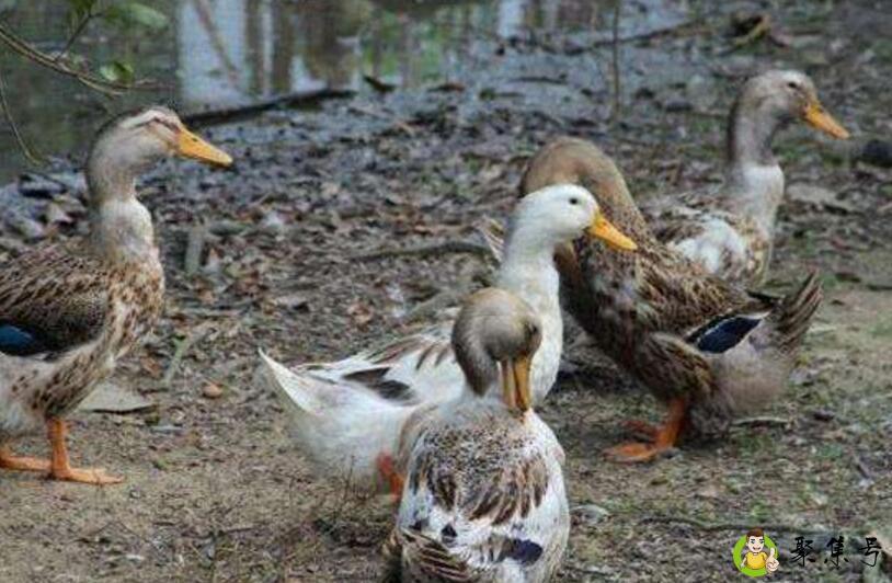 详细阅读:鸭子冬眠吗 鸭子冬眠吗