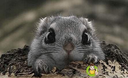 详细阅读:大眼飞鼠成年多重 大眼飞鼠成年多重