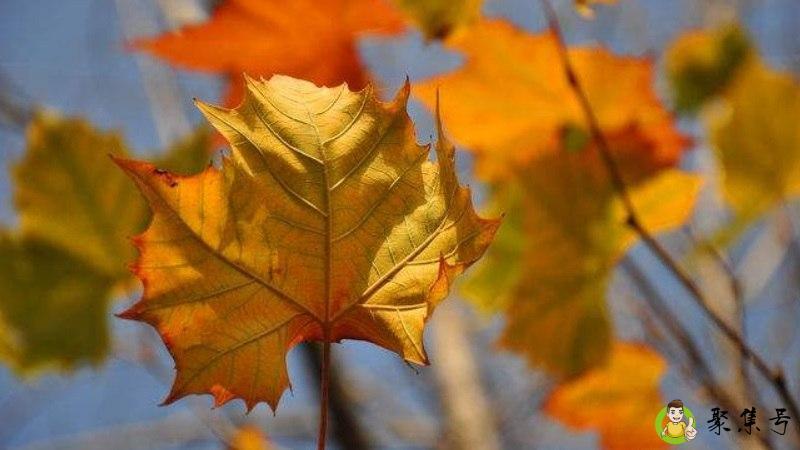 详细阅读:枯树叶属于什么垃圾 枯树叶属于什么垃圾