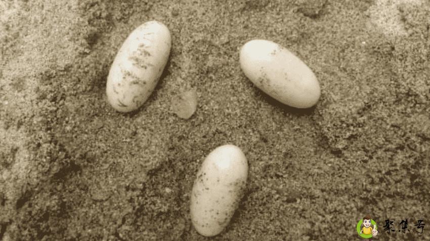 详细阅读:乌龟蛋怎么孵化 乌龟蛋怎么孵化