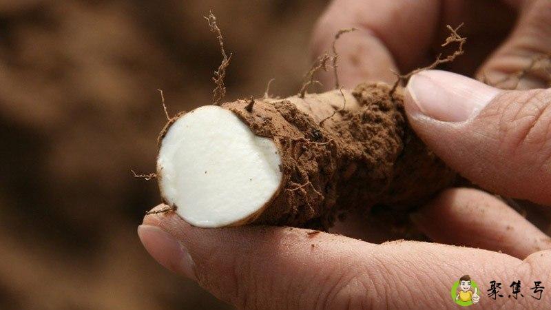 详细阅读:铁棍山药变紫能吃吗 铁棍山药变紫能吃吗