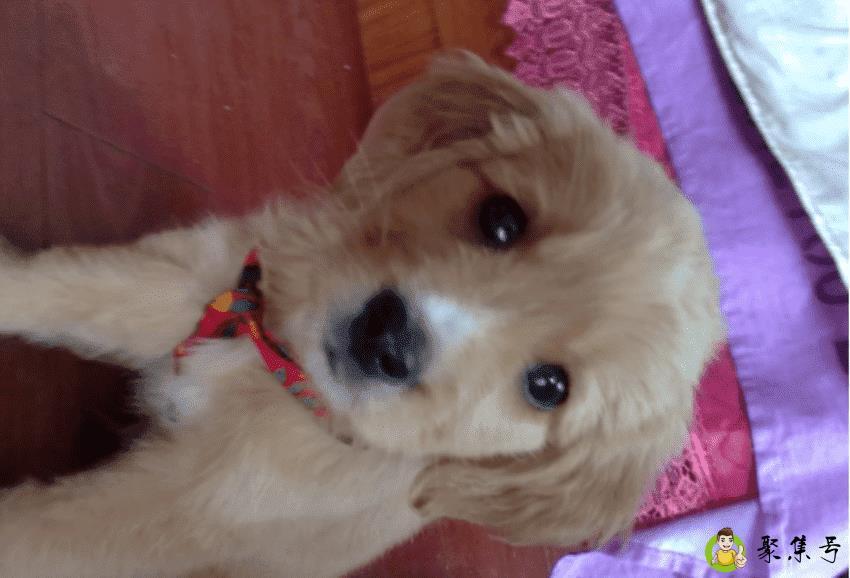 狗狗死前有什么现象