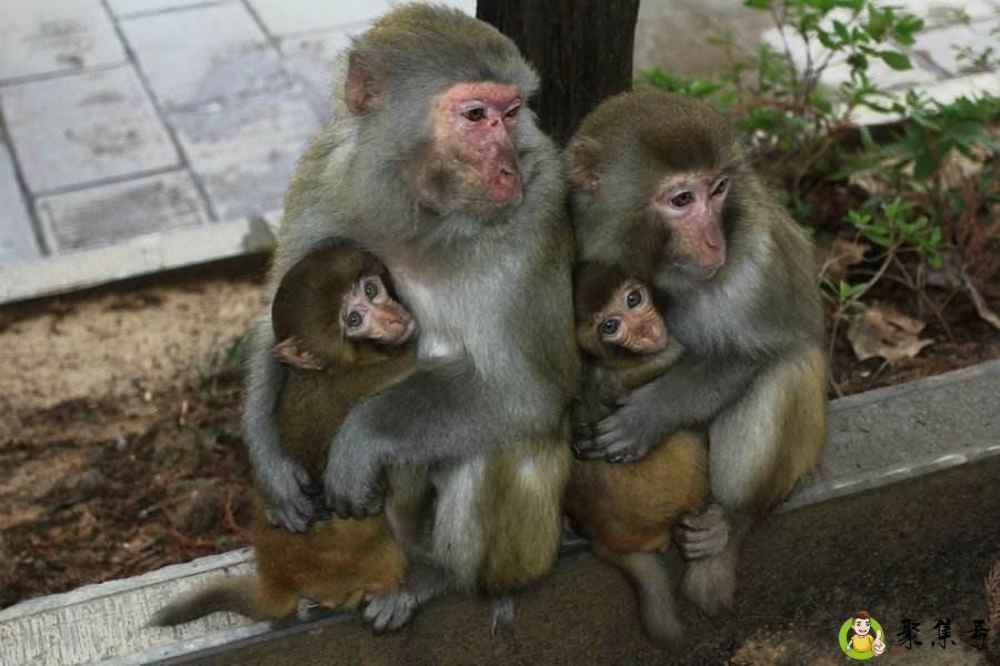 详细阅读:猴年是哪年 猴年是哪年