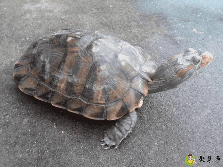 详细阅读:乌龟有几种 乌龟有几种