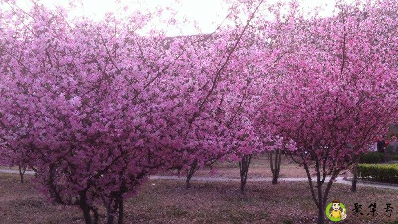 详细阅读:千山暮雪海棠依旧什么意思 千山暮雪海棠依旧什么意思