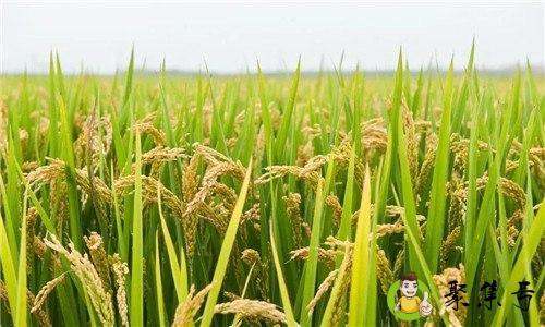 详细阅读:种水稻在什么节气 种水稻在什么节气