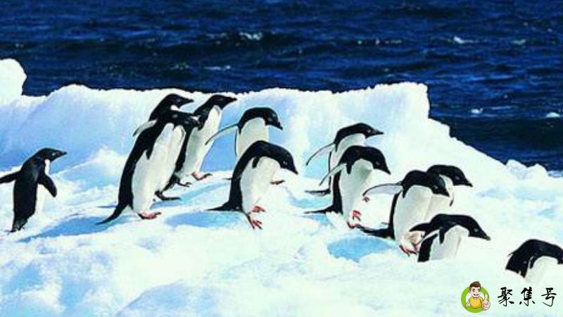 详细阅读:企鹅送到北极会死吗 企鹅送到北极会死吗
