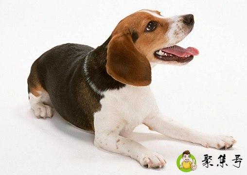 甩根竹杖是什么意思