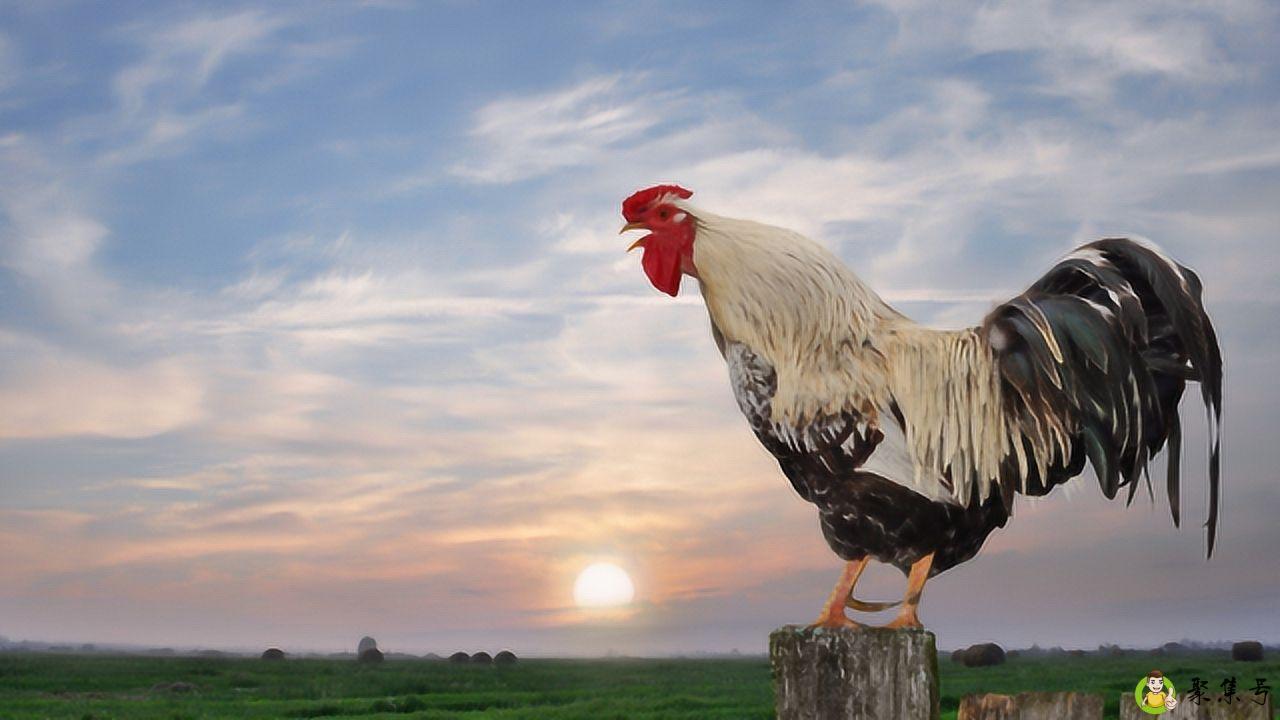 详细阅读:公鸡打鸣时间 公鸡打鸣时间
