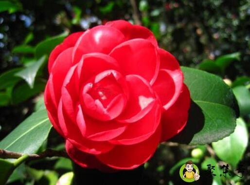 红色山茶花的花语