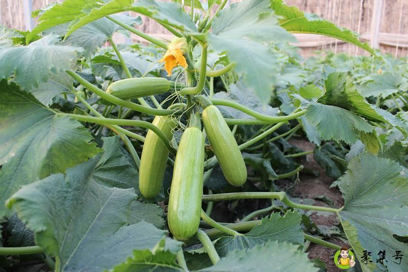 炒西葫芦有毒吗