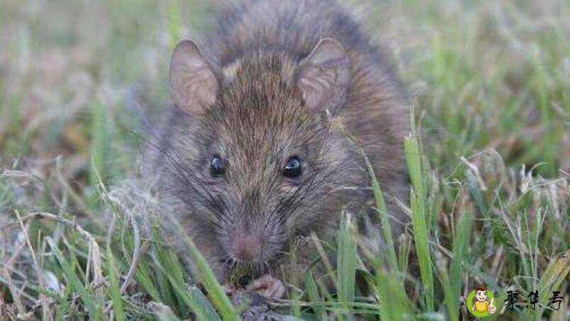 聪明药是什么生肖