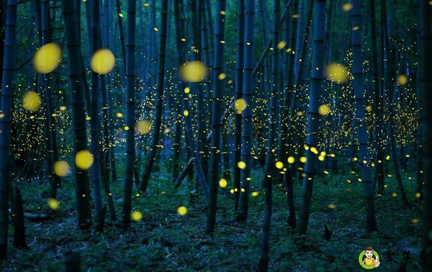 萤火虫能做什么