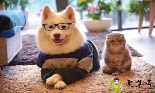 撸狗是什么意思