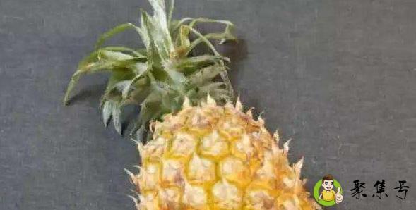 菠萝皮泡水可以浇花吗