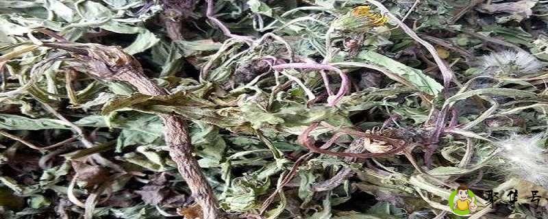 详细阅读:蒲公英怎么晒干做成茶 蒲公英怎么晒干做成茶