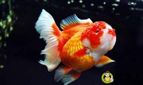 详细阅读:泰狮和国狮的区别 泰狮和国狮的区别