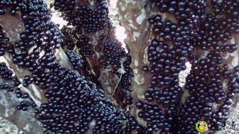 详细阅读:嘉宝果是什么味道 嘉宝果是什么味道