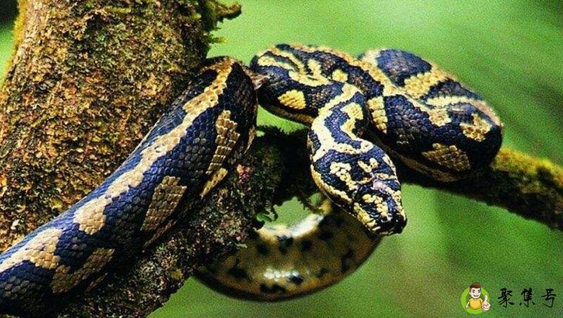 详细阅读:聋哑人什么生肖 聋哑人什么生肖